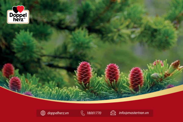Thông đỏ là loại cây cao có thể đến 35 mét, lá có màu xanh đậm, mọc thành chùm, vỏ thông có màu hồng đến đỏ. Gỗ của thông được sử dụng để làm vật liệu xây dựng