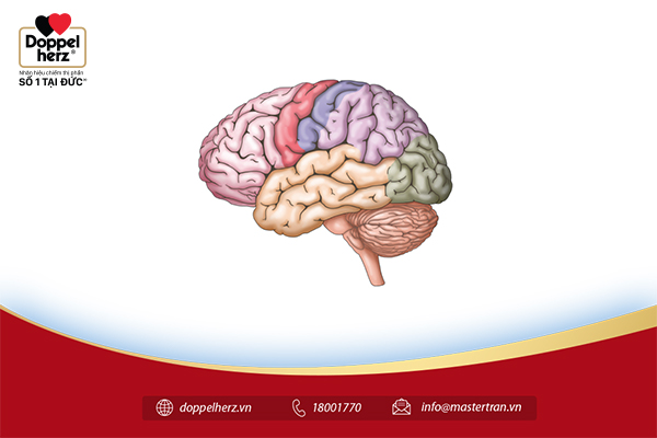 Cấu tạo của não bộ bao gồm 3 phần chính là đại não, thân não và tiểu não