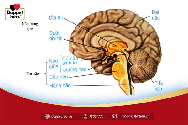 Vị trí của tiểu não trong não bộ con người