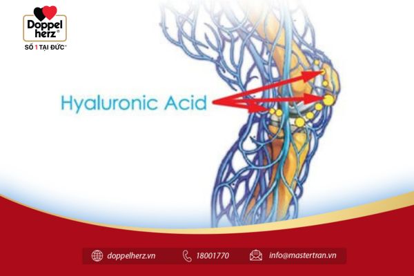 Axit Hyaluronic
