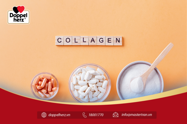 Collagen đóng vai trò là chất kết dính và tấm nệm ở lớp hạ bì để liên kết các mô tế bào 