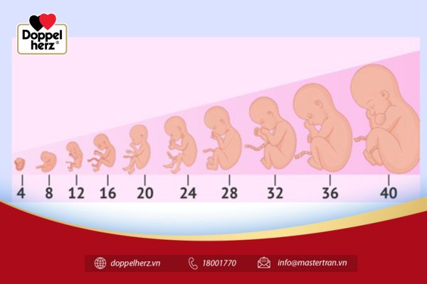 Ứng dụng của việc dự đoán cân nặng thai nhi trong chăm sóc trước sinh