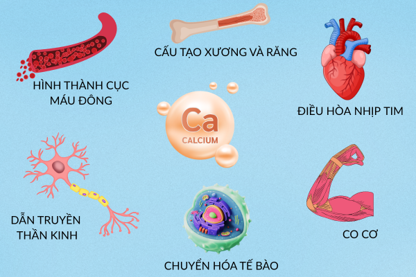 Công Dụng Của Canxi Đối Với Cơ Thể