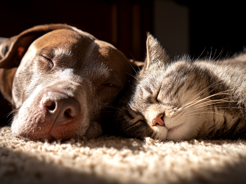 Lông chó mèo, nấm mốc cũng là tác nhân gây chảy nước mắt sống